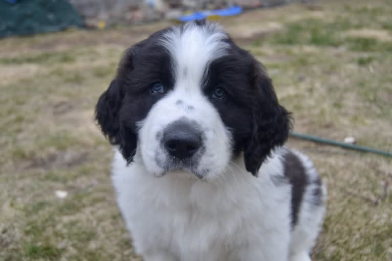 Avinoam, a Pyrenean Mastiff tested with EmbarkVet.com