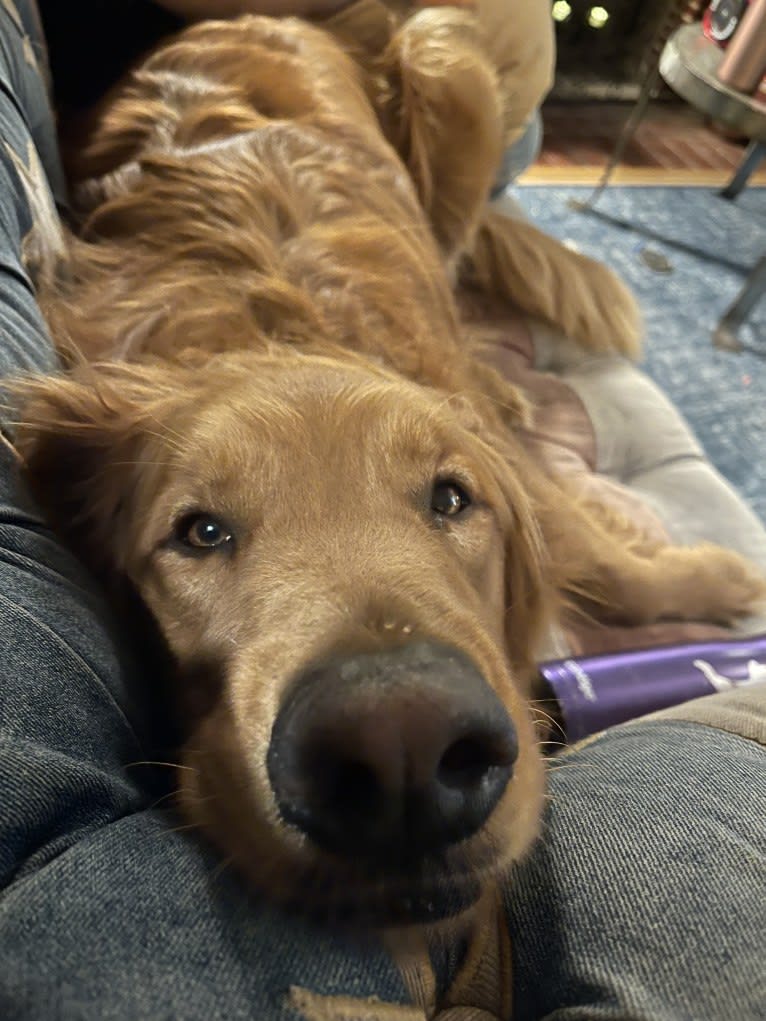 Winston, a Golden Retriever tested with EmbarkVet.com