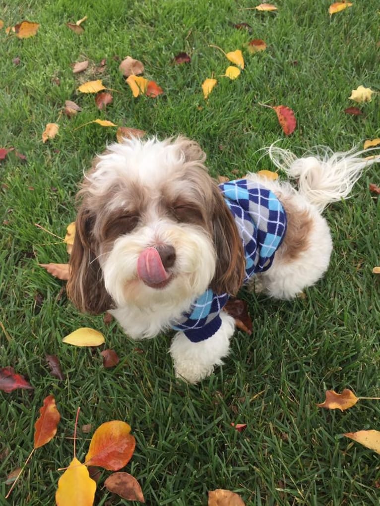 Tully, a Poodle (Small) and Shih Tzu mix tested with EmbarkVet.com