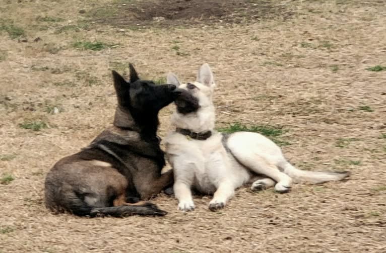 Carbonado, a Belgian Malinois and German Shepherd Dog mix tested with EmbarkVet.com