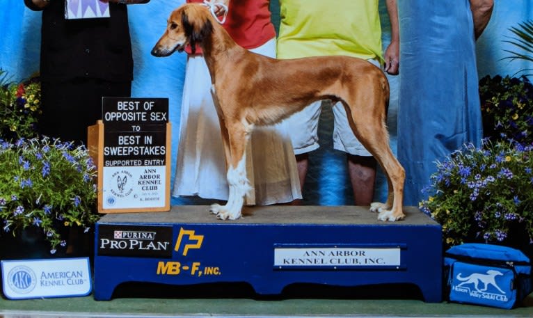 Chromie, a Saluki tested with EmbarkVet.com