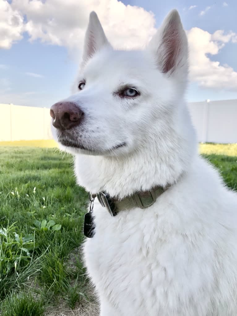 Recon, a Siberian Husky tested with EmbarkVet.com