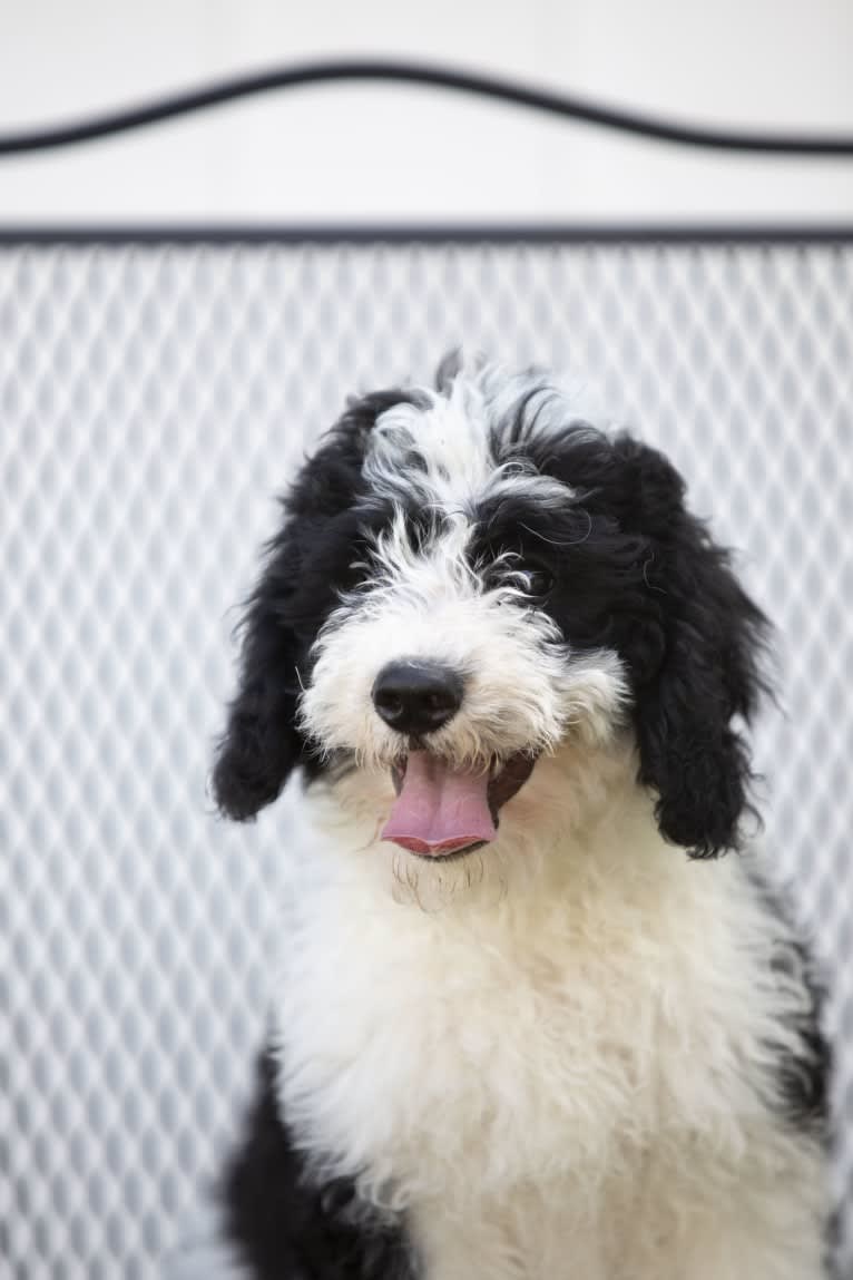 George, a Bernedoodle tested with EmbarkVet.com