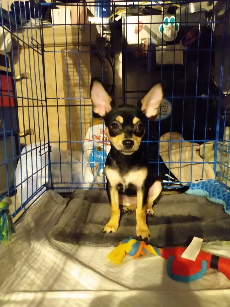 Chico Matos, a Chihuahua tested with EmbarkVet.com