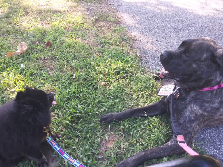 Izzy, a Mastiff tested with EmbarkVet.com