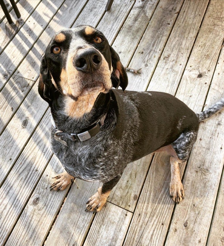 Wrigley, a Bluetick Coonhound tested with EmbarkVet.com