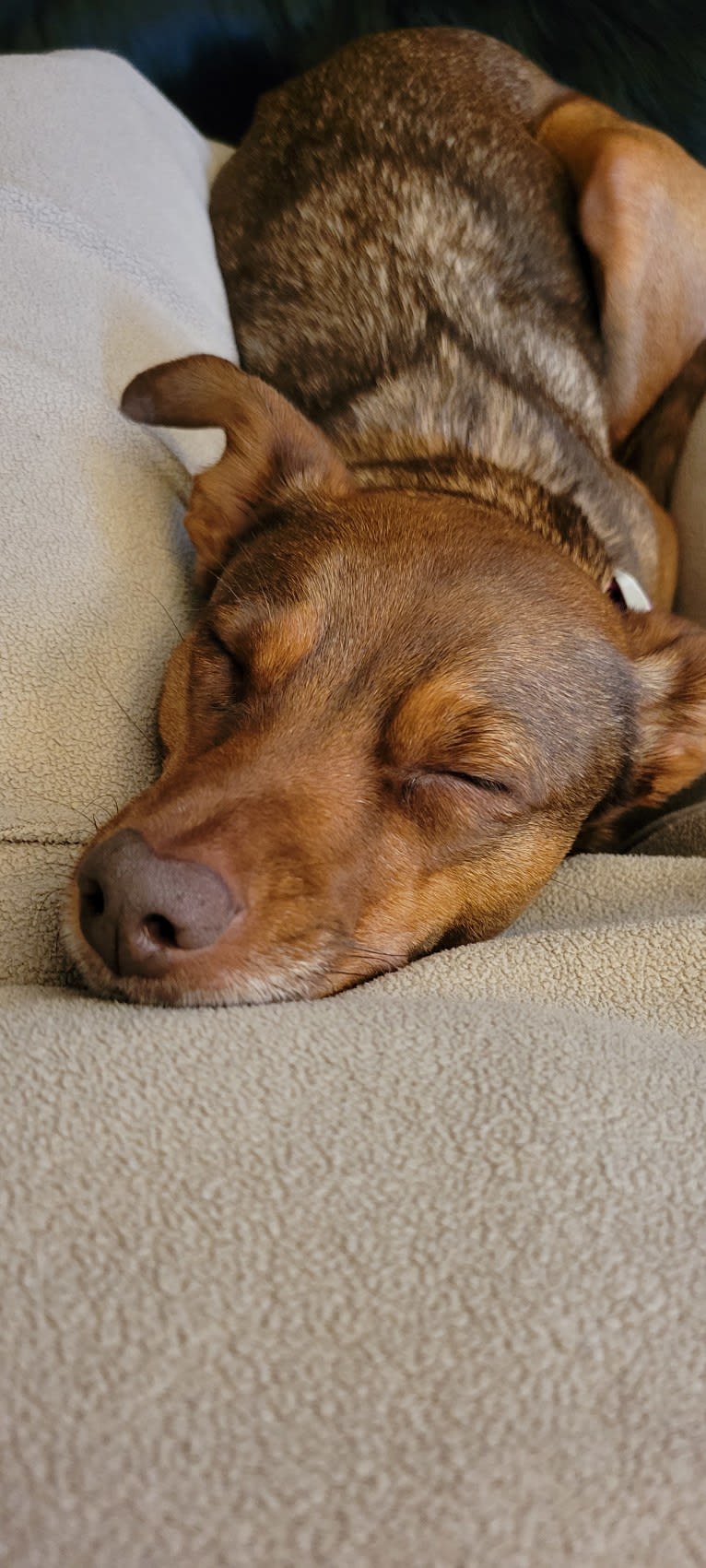 Holly, a Boston Terrier and Chihuahua mix tested with EmbarkVet.com