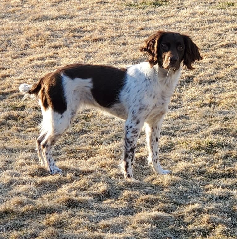 Skagit Flats Chinook "Chinney", an English Springer Spaniel tested with EmbarkVet.com