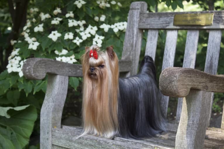 Felix, a Yorkshire Terrier tested with EmbarkVet.com