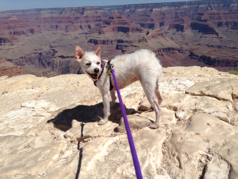 Coleen, a Rat Terrier and Poodle (Small) mix tested with EmbarkVet.com