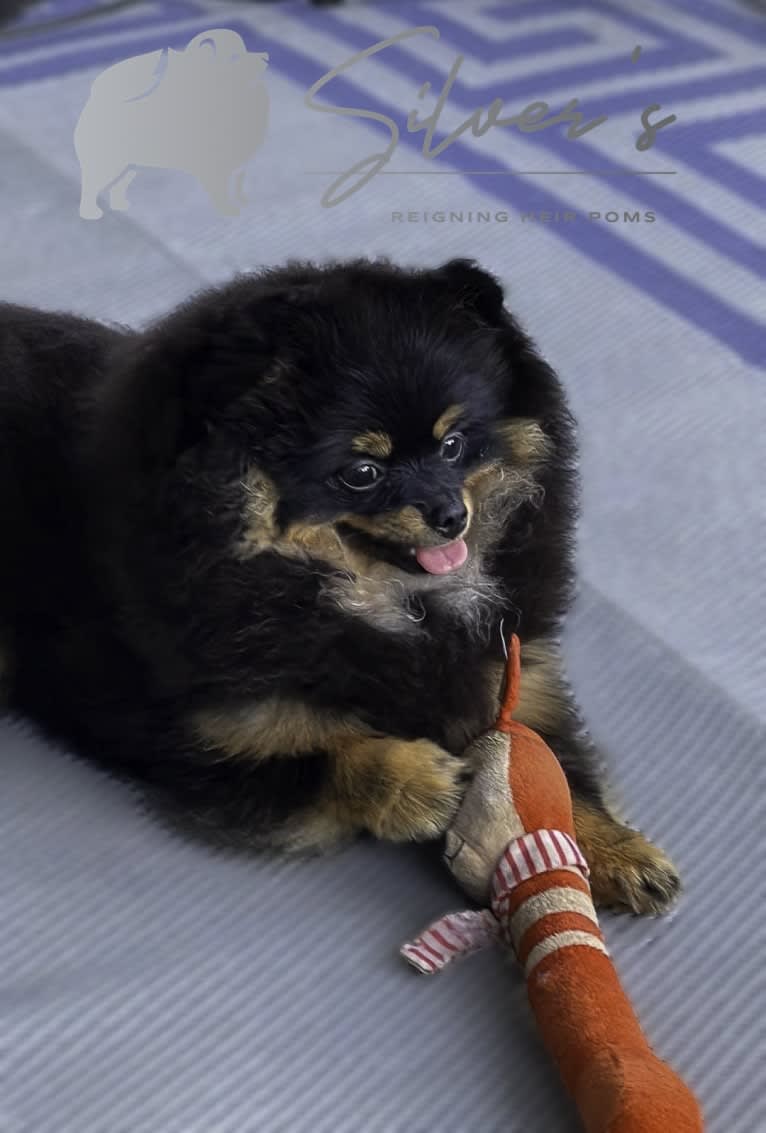 VIKKI, a Pomeranian tested with EmbarkVet.com