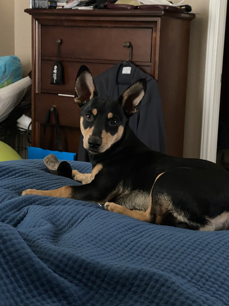 King Alfred (Junior), a Chihuahua and Dachshund mix tested with EmbarkVet.com
