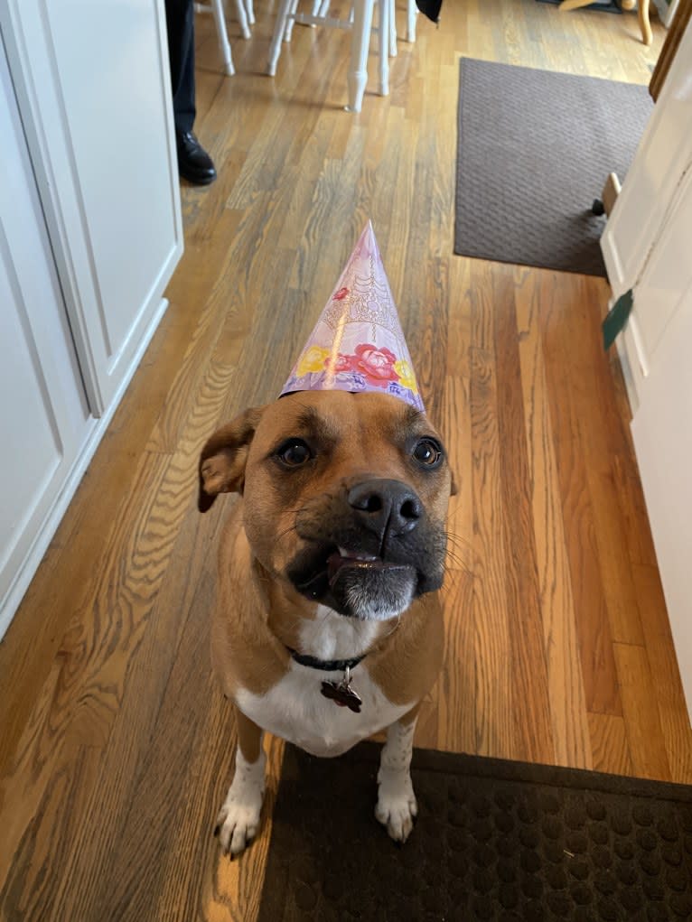 Francis, an American Pit Bull Terrier and Australian Cattle Dog mix tested with EmbarkVet.com