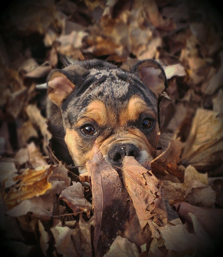 Vinny, an Olde English Bulldogge tested with EmbarkVet.com