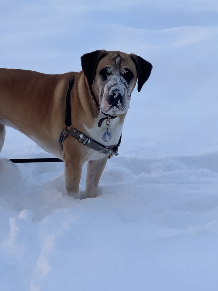 Whiskey Roux, an American Pit Bull Terrier and Bloodhound mix tested with EmbarkVet.com