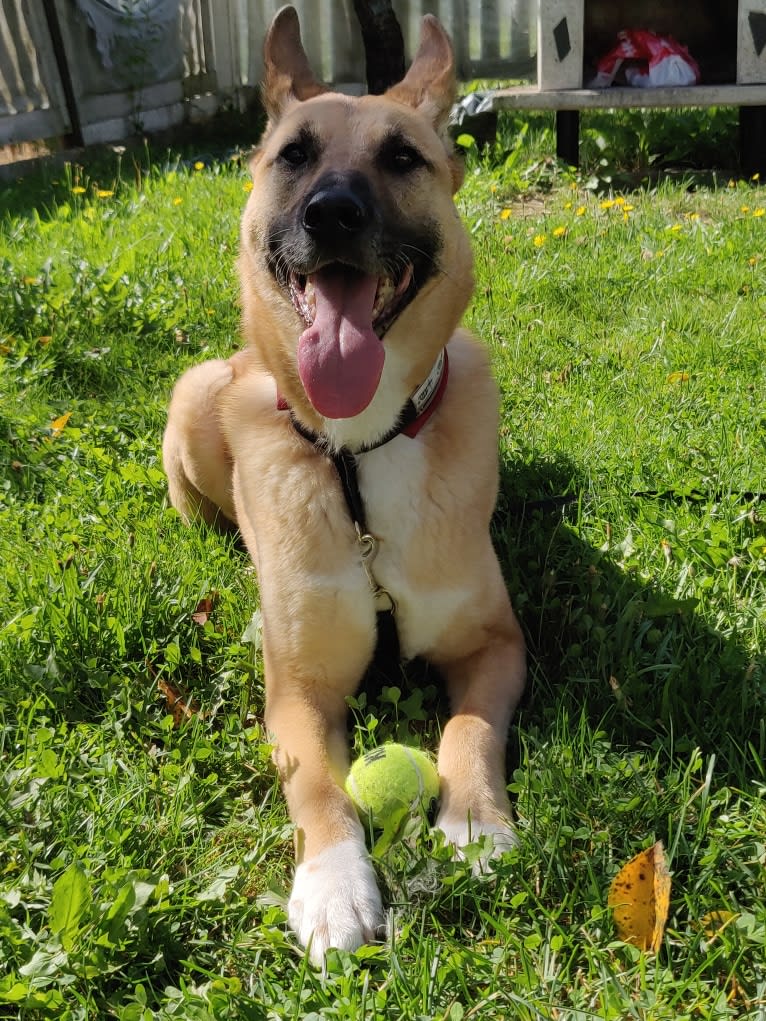 Kelmi, an Eastern European Village Dog and German Shepherd Dog mix tested with EmbarkVet.com