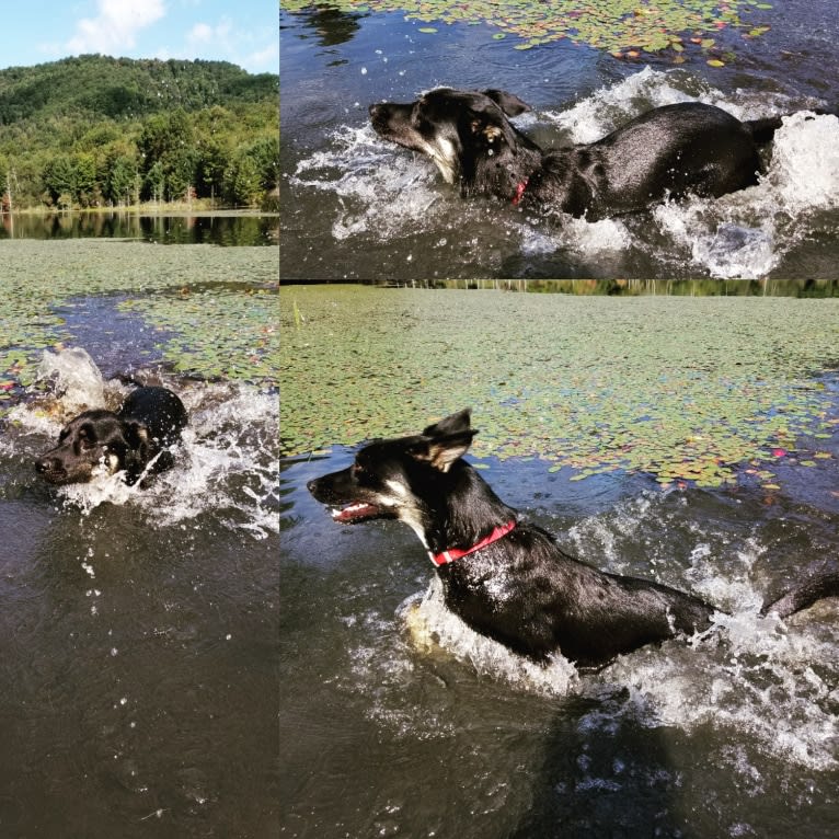 Josie, a Siberian Husky and German Shepherd Dog mix tested with EmbarkVet.com