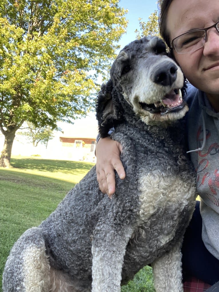 Hank, a Poodle (Standard) tested with EmbarkVet.com