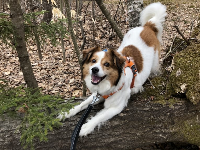 Cooper, an Australian Cattle Dog and Shih Tzu mix tested with EmbarkVet.com