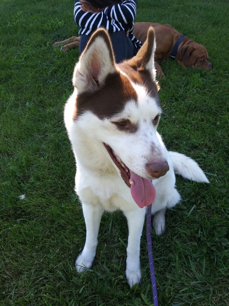 Kyah, a Siberian Husky tested with EmbarkVet.com