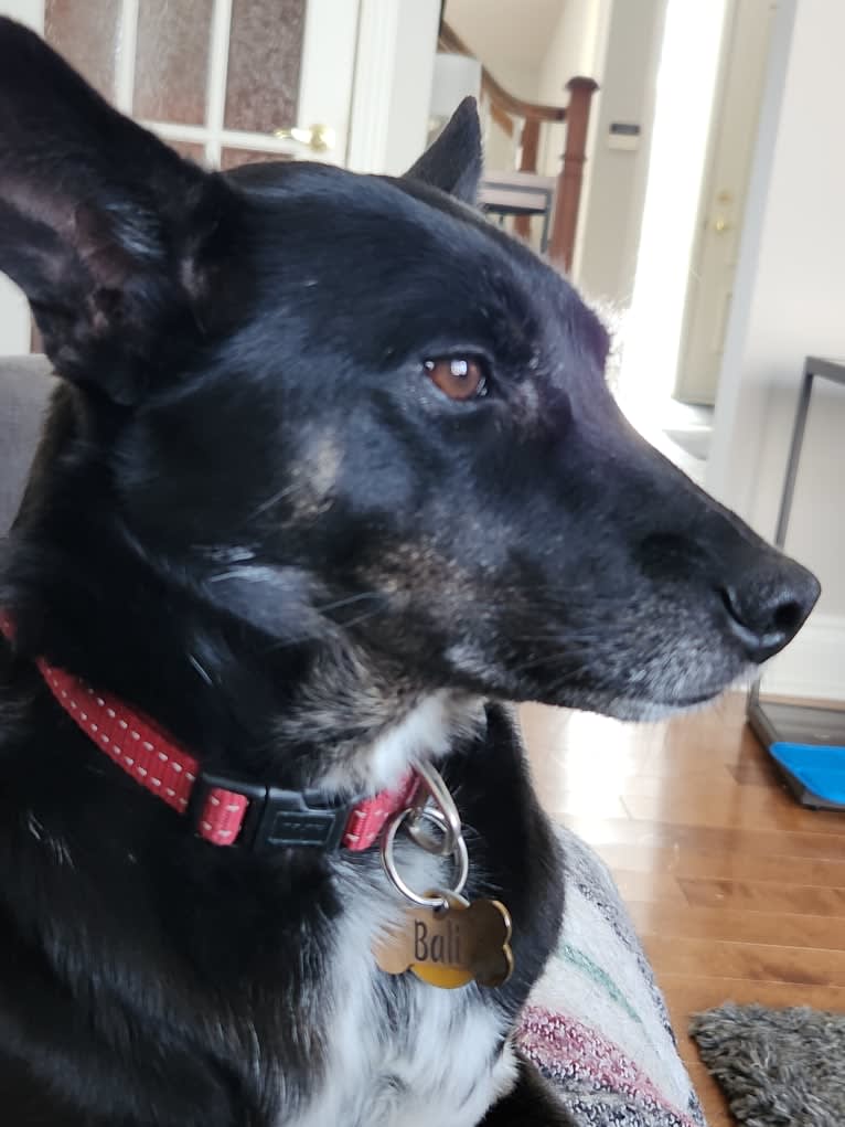 Bali, a Southeast Asian Village Dog tested with EmbarkVet.com