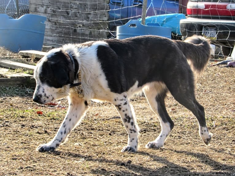 Lütfiye, a West Asian Village Dog tested with EmbarkVet.com