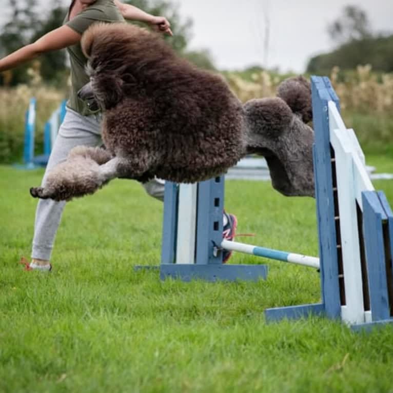 Aldo (Stately's Rebel With Four Paws), a Poodle (Standard) tested with EmbarkVet.com