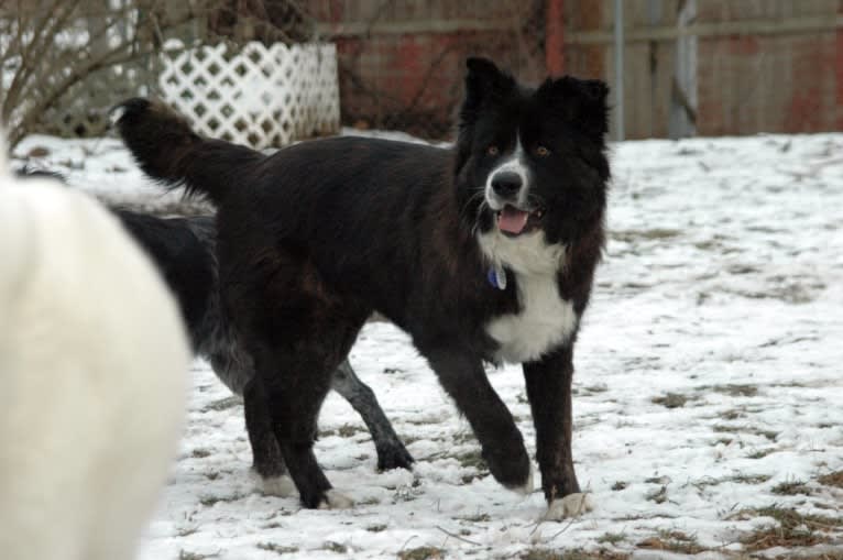 Hazel, an Akita and American Bulldog mix tested with EmbarkVet.com