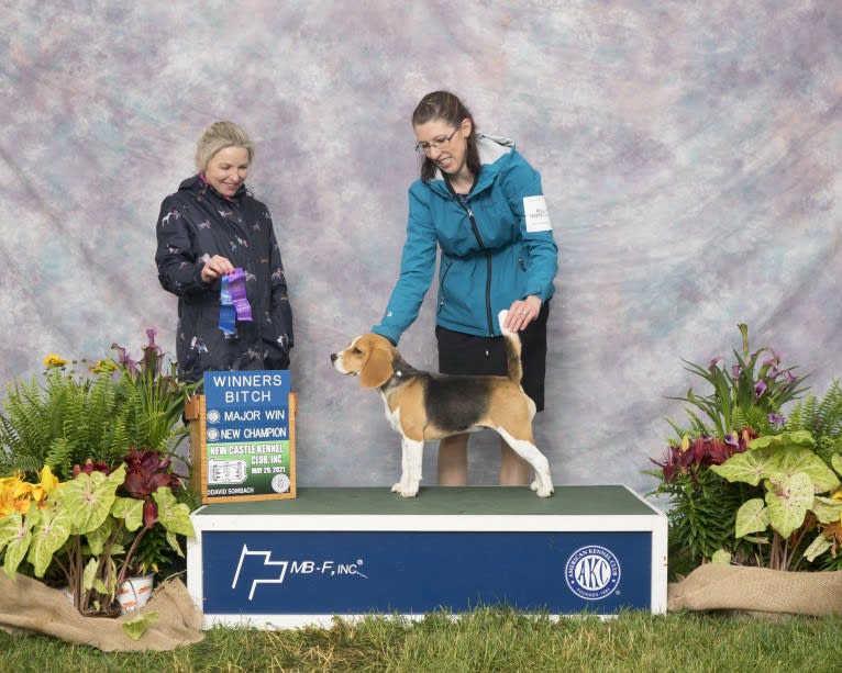 Amber, a Beagle tested with EmbarkVet.com