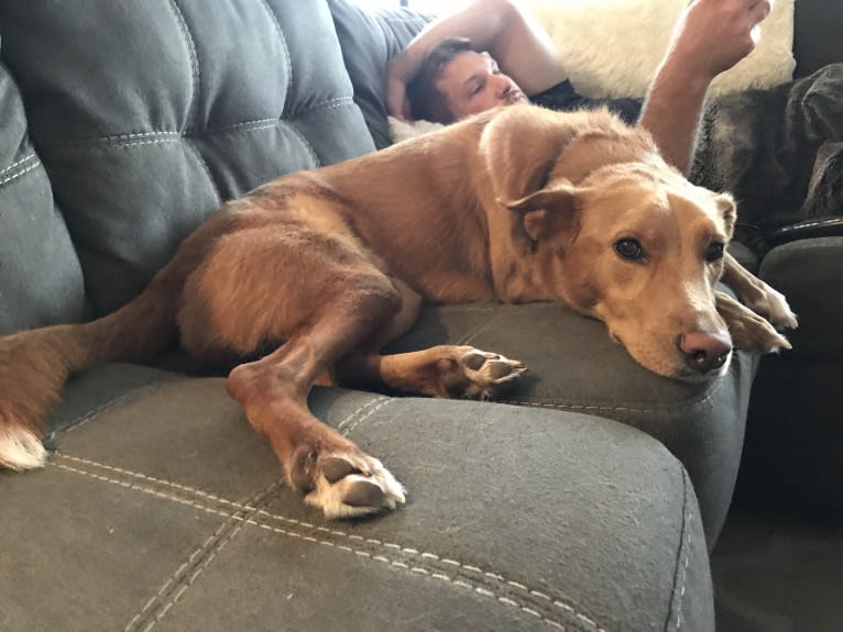 Arthur, a Collie and Labrador Retriever mix tested with EmbarkVet.com