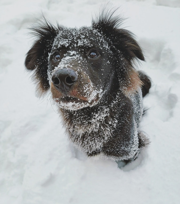 Bowser, an American Pit Bull Terrier and Siberian Husky mix tested with EmbarkVet.com