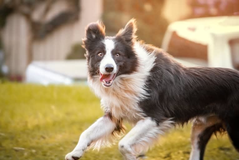 Koda, a Border Collie tested with EmbarkVet.com