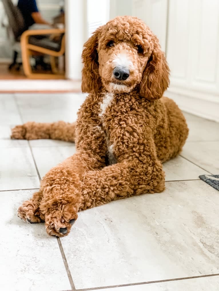 Penny, a Poodle (Standard) tested with EmbarkVet.com