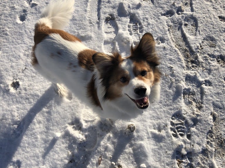 Cooper, an Australian Cattle Dog and Shih Tzu mix tested with EmbarkVet.com