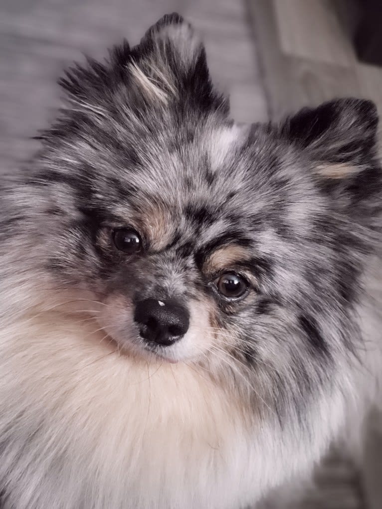 Fred, a Pomeranian and Pekingese mix tested with EmbarkVet.com