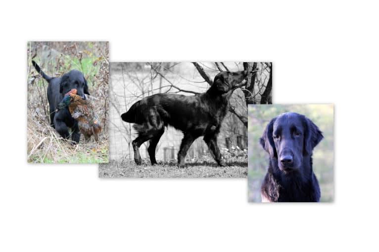 Eros, a Flat-Coated Retriever tested with EmbarkVet.com