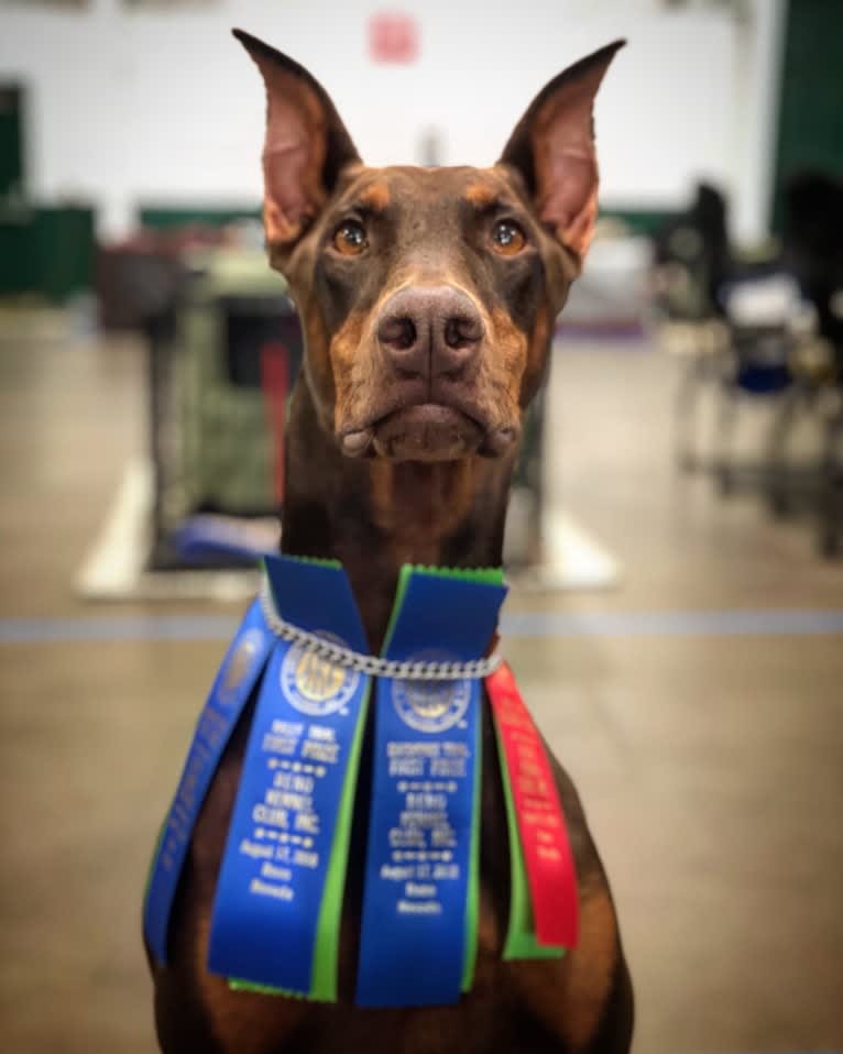 Luna, a Doberman Pinscher tested with EmbarkVet.com