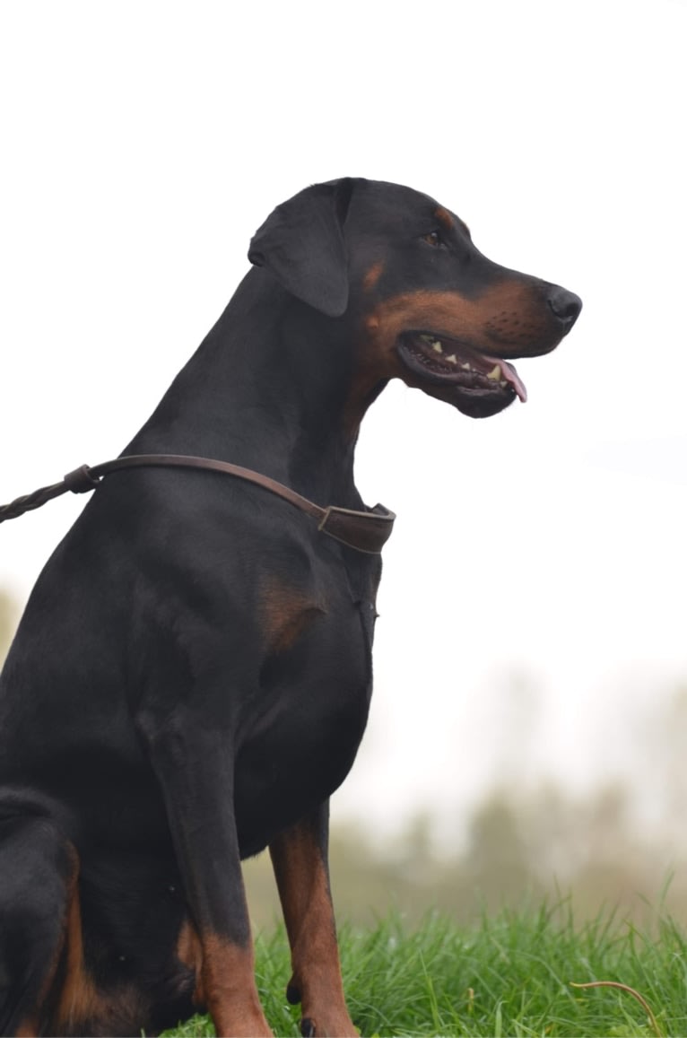 Pacha Kamaq of Dark Ancestor, a Doberman Pinscher tested with EmbarkVet.com