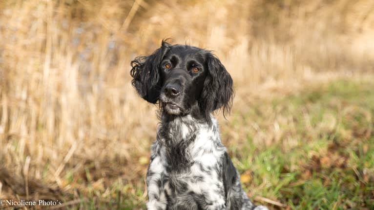 Quinty, a Munsterlander (Large) tested with EmbarkVet.com