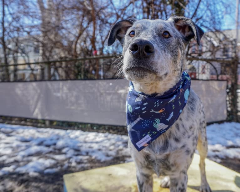 Banjo, an Australian Cattle Dog and Chow Chow mix tested with EmbarkVet.com