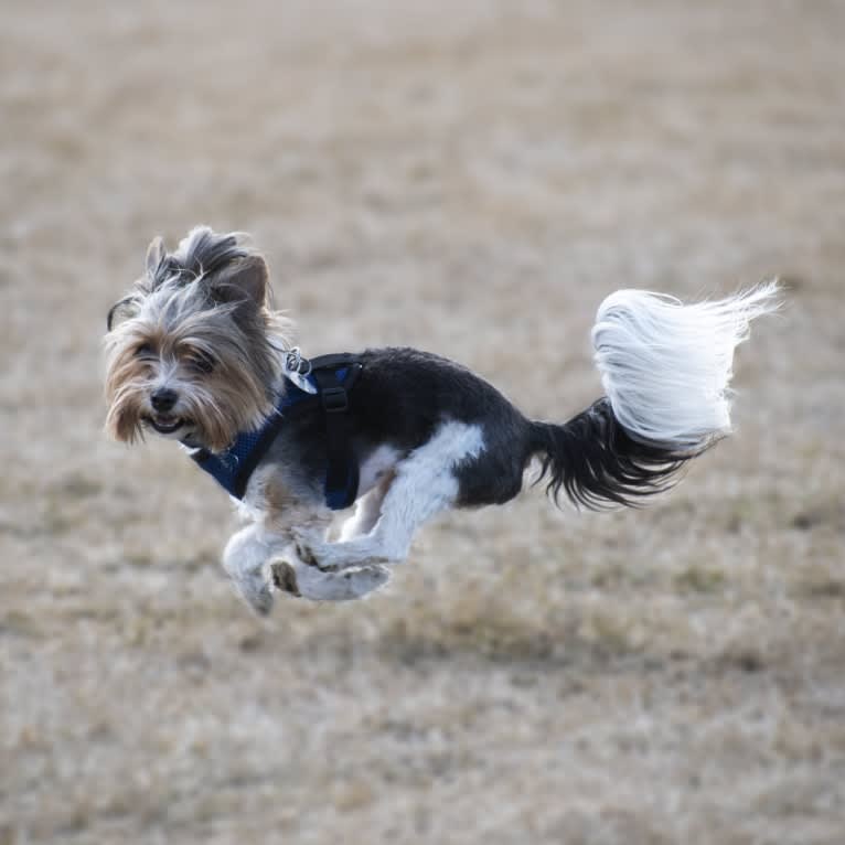 Kovu, a Biewer Terrier tested with EmbarkVet.com