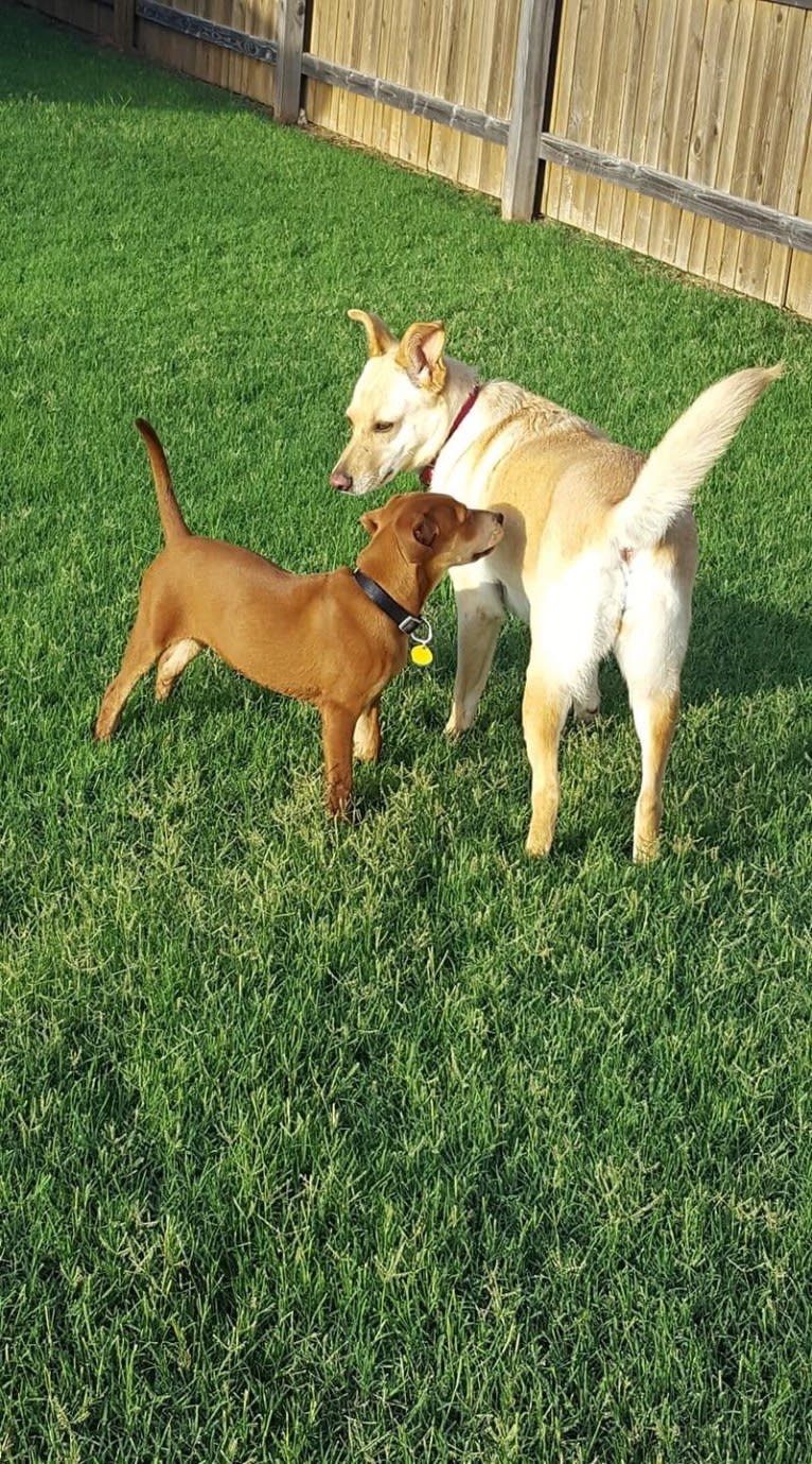 Cooper, an American Pit Bull Terrier and Boxer mix tested with EmbarkVet.com