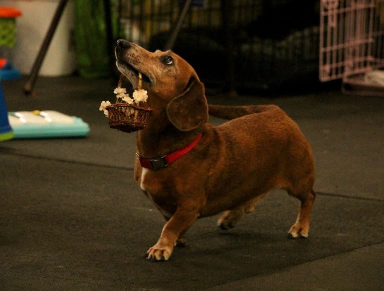 URO3 NI NE Jacob Levi RI SWA SHDNE CGCA TKP RATN RL1X RL2 RLV2X CW-ARA CW-DDA CW-Ob2A, a Dachshund tested with EmbarkVet.com