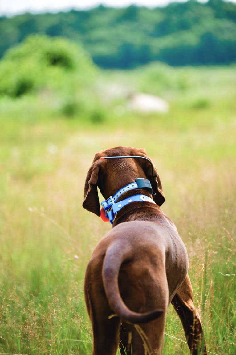Piper, a Redbone Coonhound tested with EmbarkVet.com