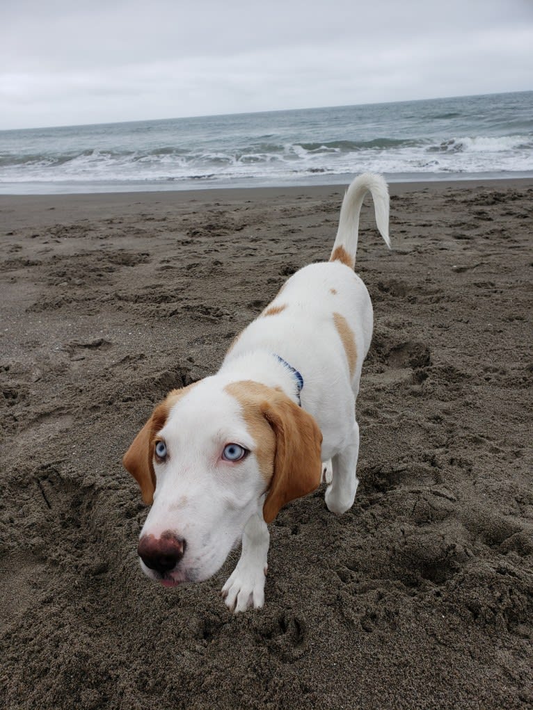 Arlo, an American Foxhound and German Shepherd Dog mix tested with EmbarkVet.com