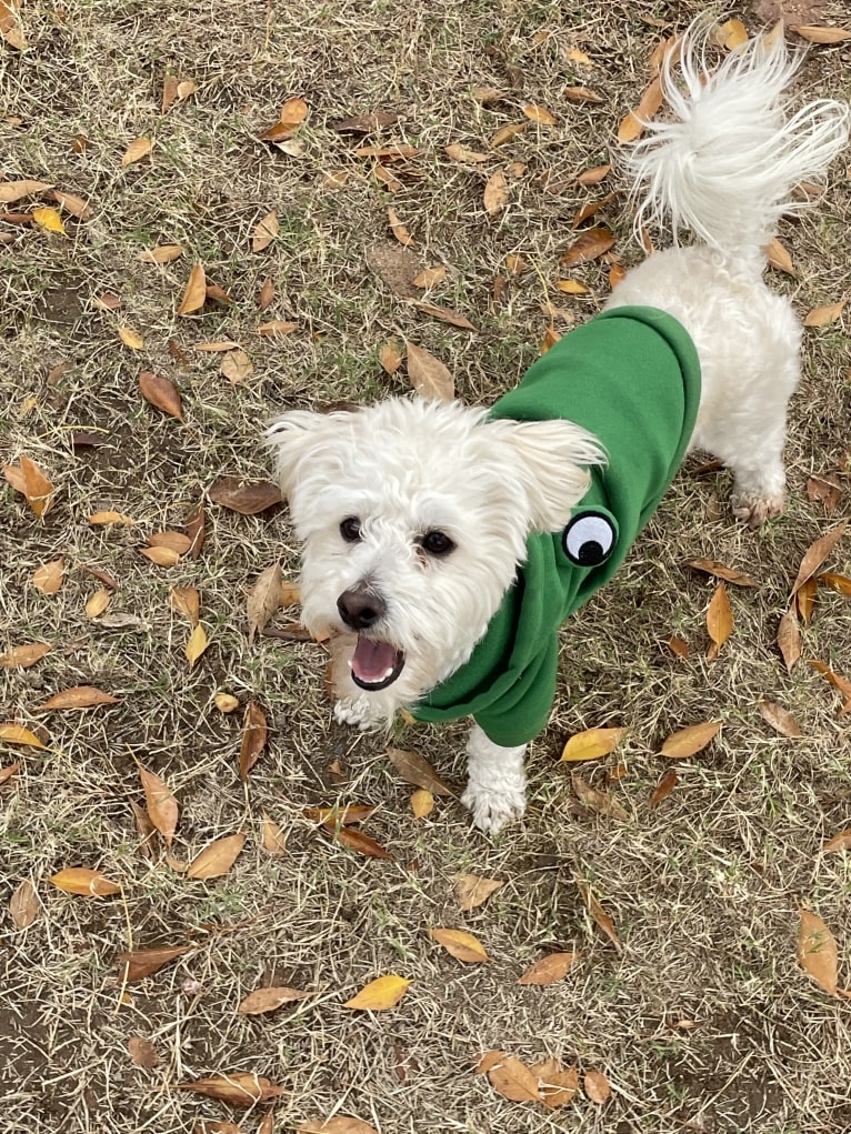 Chimmy, a Poodle (Small) and Chihuahua mix tested with EmbarkVet.com