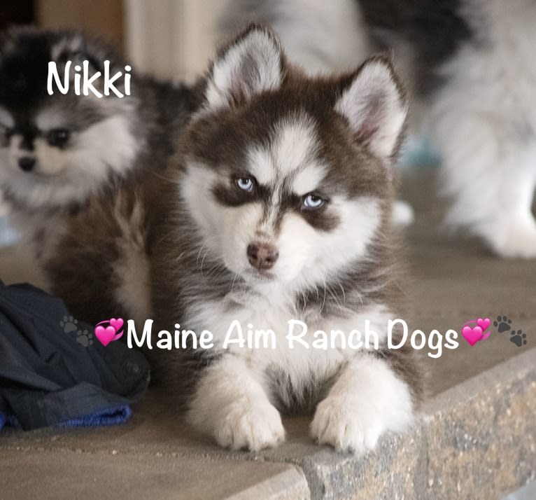 Nikki, a Siberian Husky and Pomeranian mix tested with EmbarkVet.com