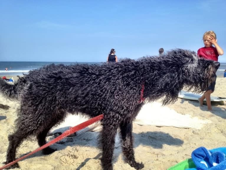 Buckley, a Labradoodle tested with EmbarkVet.com