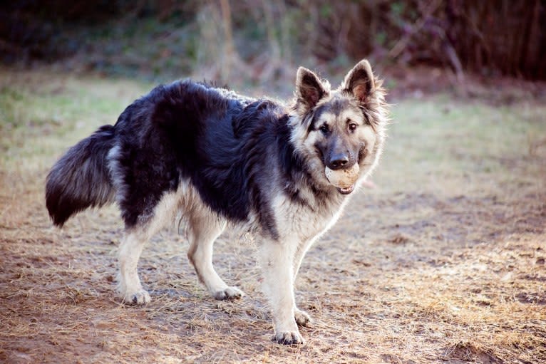 Stevie, a German Shepherd Dog tested with EmbarkVet.com
