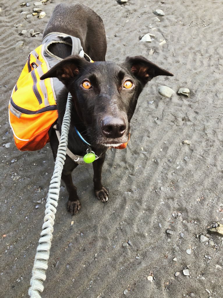 Spud, an Alaskan-type Husky and German Shorthaired Pointer mix tested with EmbarkVet.com